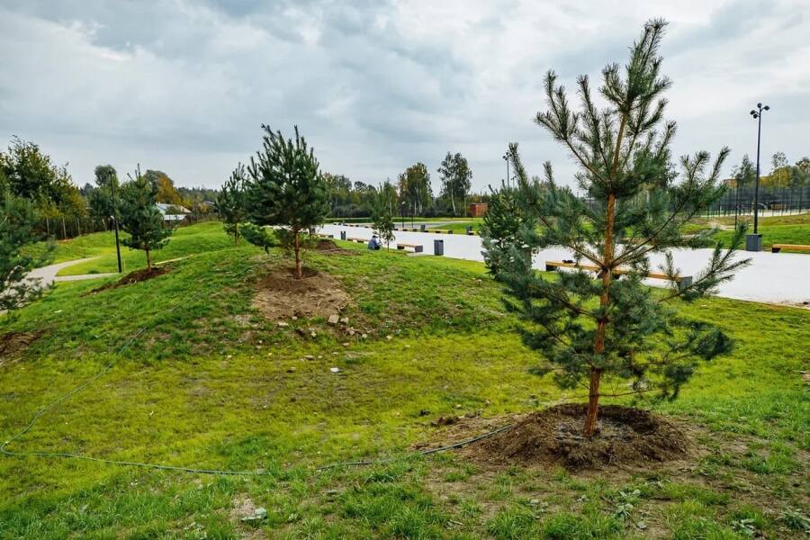 реконструкция парка в Ликино-Дулеве