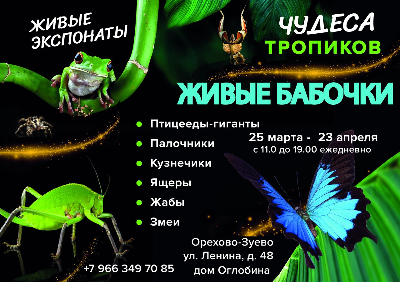 В Орехово-Зуеве открывается выставка живых бабочек, тропических животных и насекомых