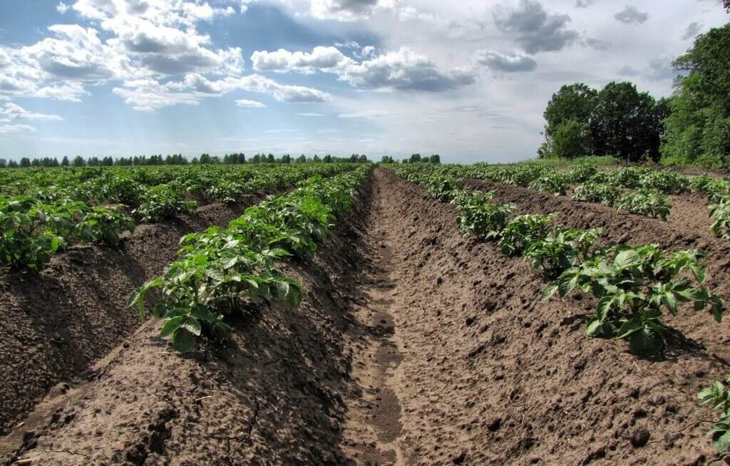 Орехово-Зуевский округ первым в регионе предоставил землю фермеру по расширенной программе «Подмосковные 10 гектаров»