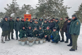 Сотрудники Абрамовского участкового лесничества собрали 200 килограммов шишек сосны для лесовосстановления