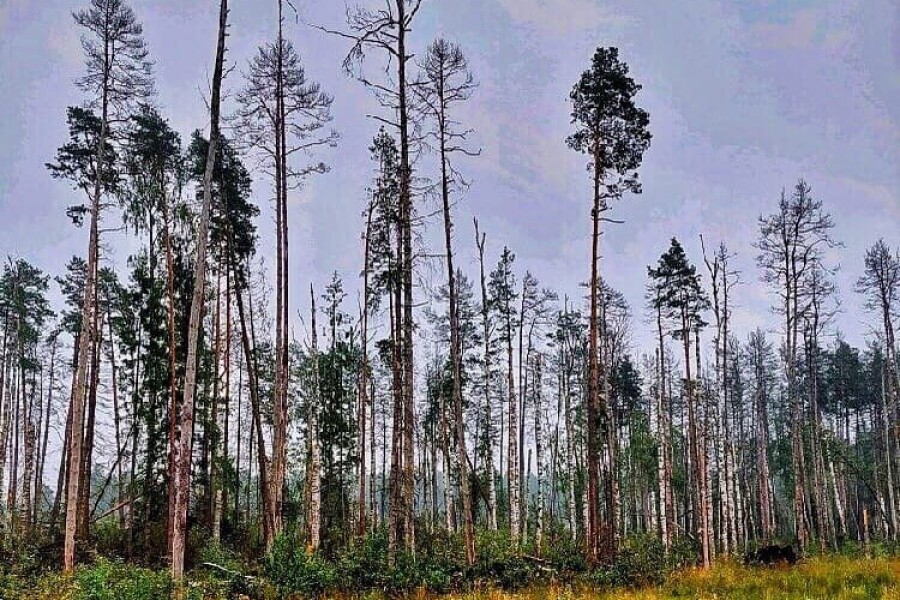 Лесничие расчистили около 2 гектаров ослабленных деревьев