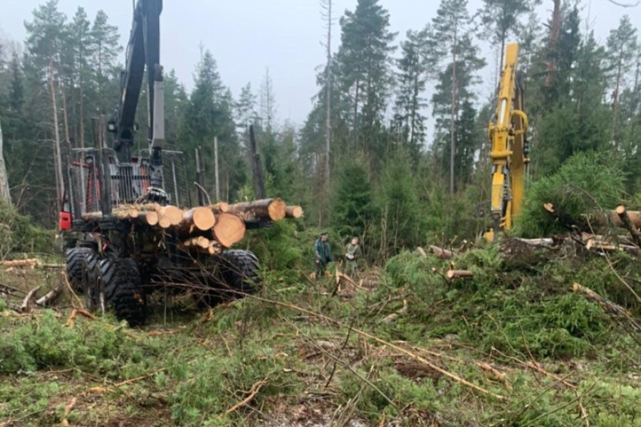 Около деревни Давыдово расчистили более 5 гектаров погибшего леса