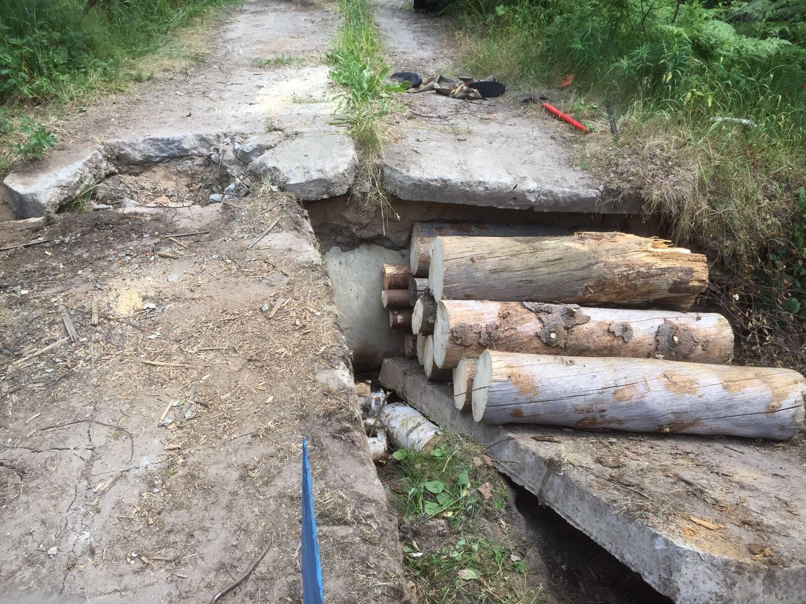 По вине бобра-трудоголика обвалилась плита на лесной дороге в Орехово-Зуевском округе