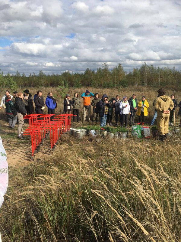 Добровольцы посадили молодой лес на площади почти 4 гектара в Орехово-Зуевском округе