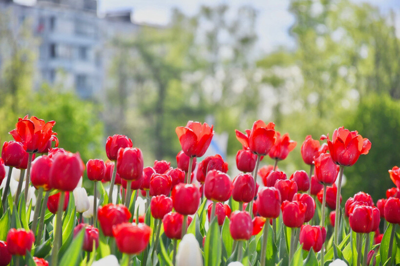 #ОреховоЗуевоГоворит: майские цветы города на фотографиях наших читателей