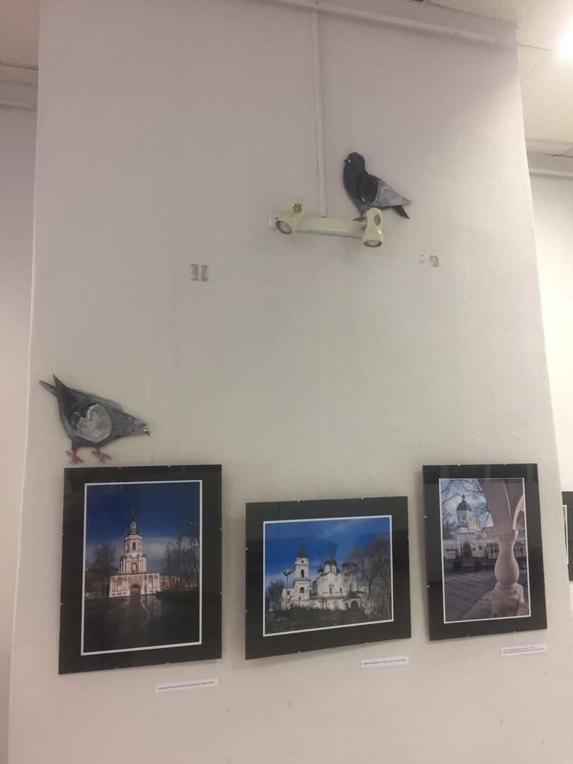 В выставочном зале Орехово-Зуева появились голуби