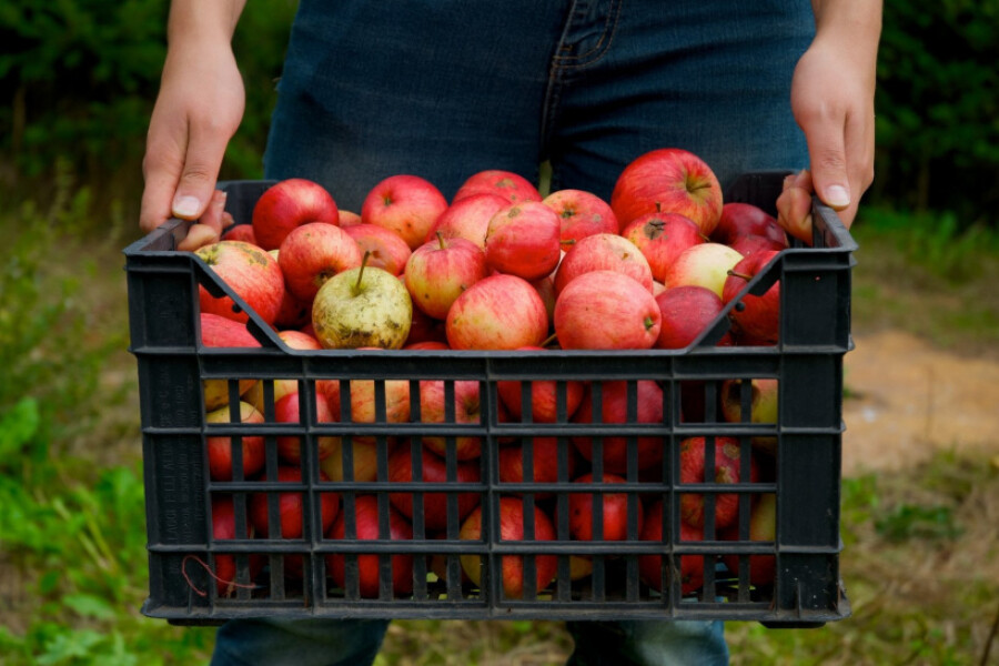 Лишние яблоки можно сдать на переработку