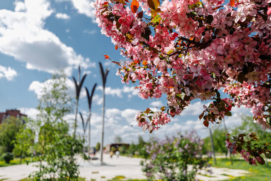 В Парке Победы в Орехово-Зуеве начался прекрасный сезон цветения