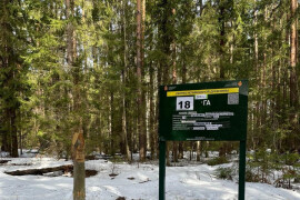 В лесах Орехово-Зуевского округа уберут неликвидную древесину на площади почти 70 га