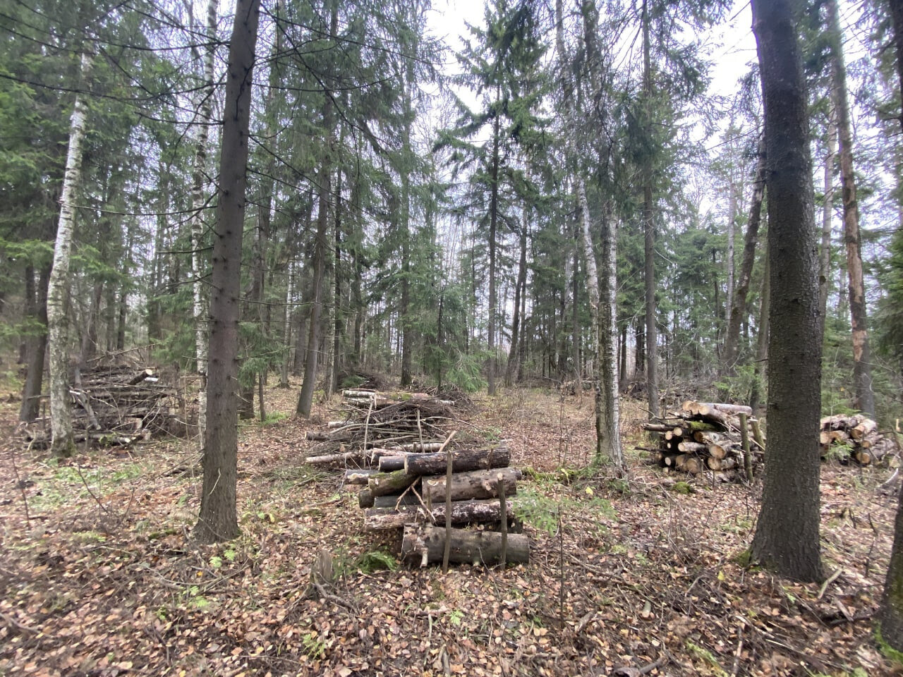 В лесах Орехово-Зуевского округа убирают неликвидную древесину