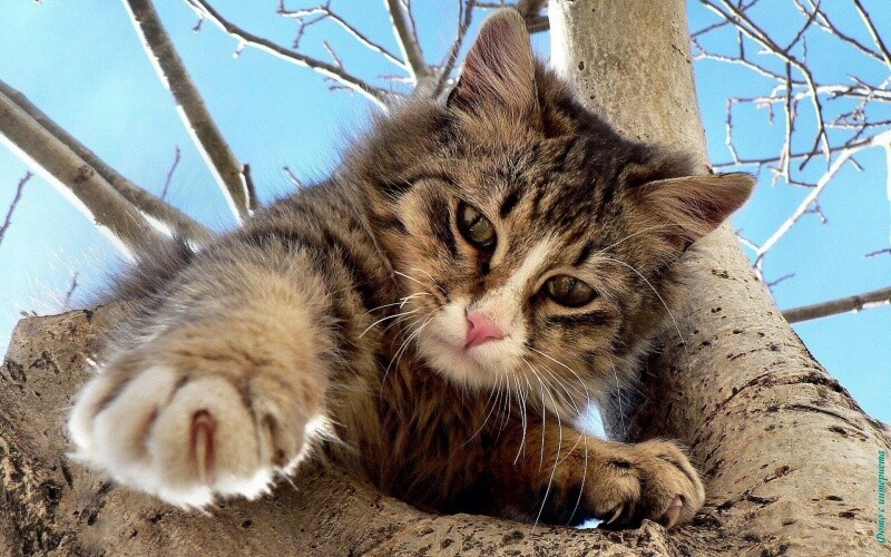 В Дрезне спасли котенка, который несколько дней просидел на дереве