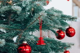 Как правильно выбрать елку на Новый год — советы ореховозуевцам