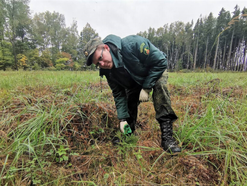 Работы по дополнению лесных культур закончили в Орехово-Зуевском лесничестве