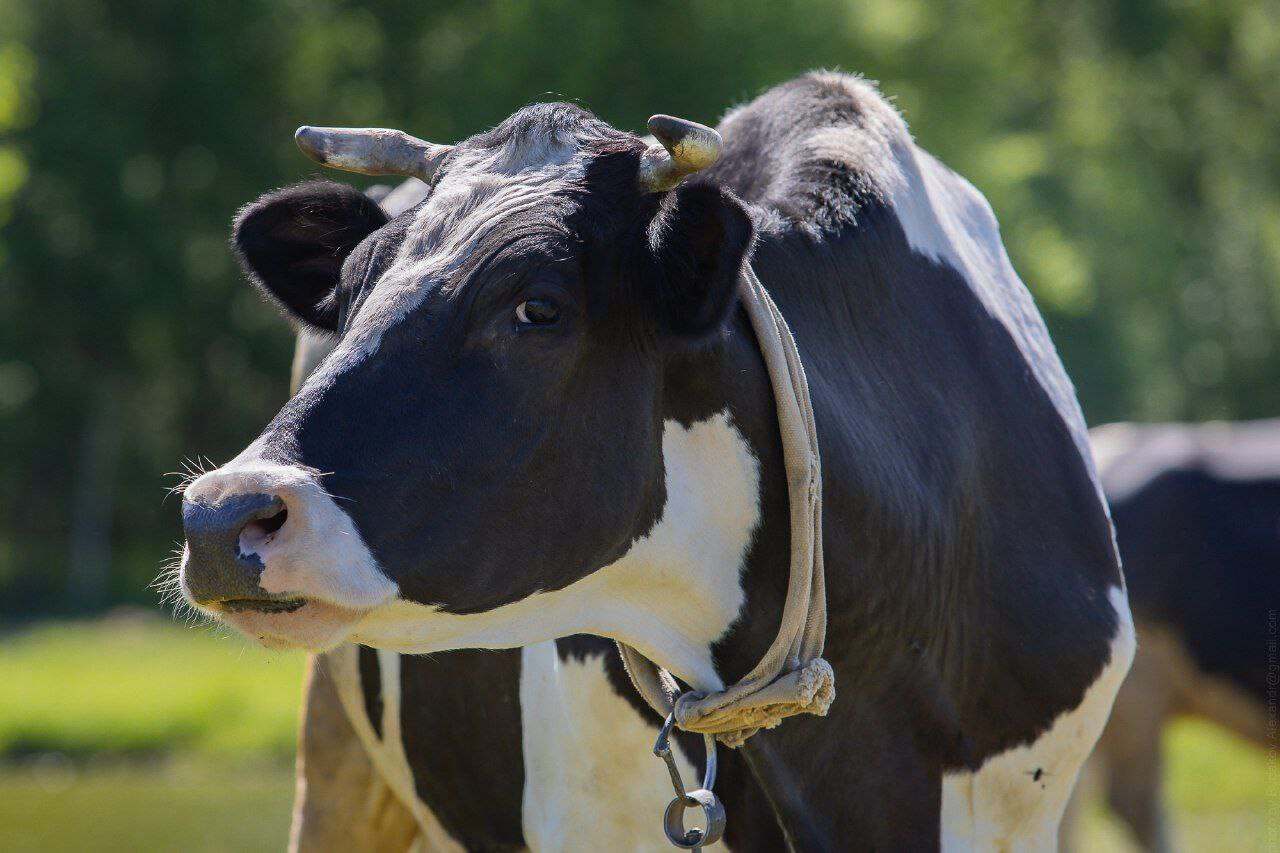 Молочное животноводство будут развивать в Орехово-Зуевском округе