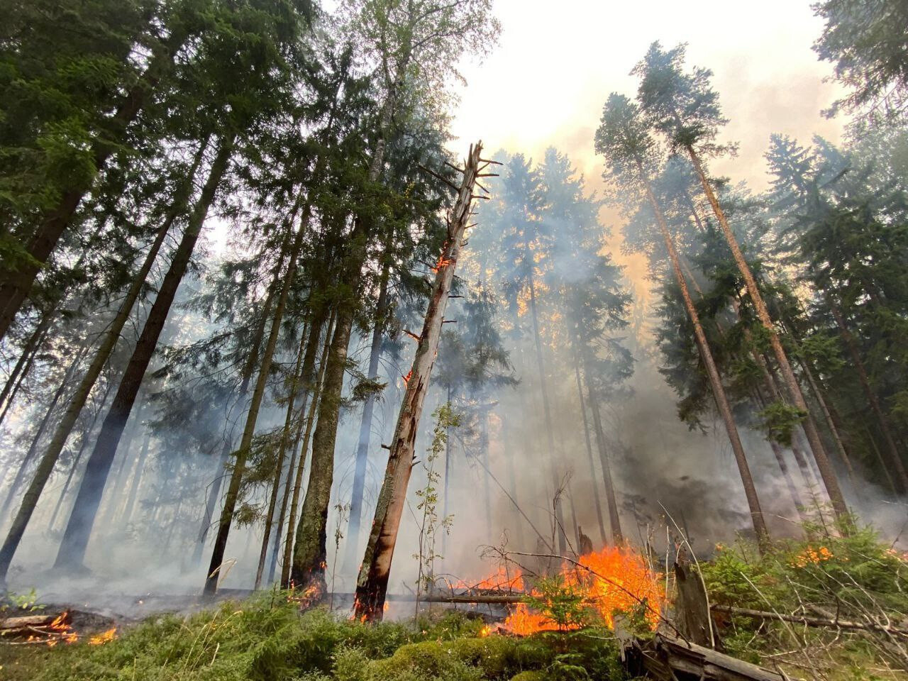 За прошлые сутки в лесах Подмосковья ликвидировано 7 возгораний, в том числе в Орехово-Зуевском лесничестве