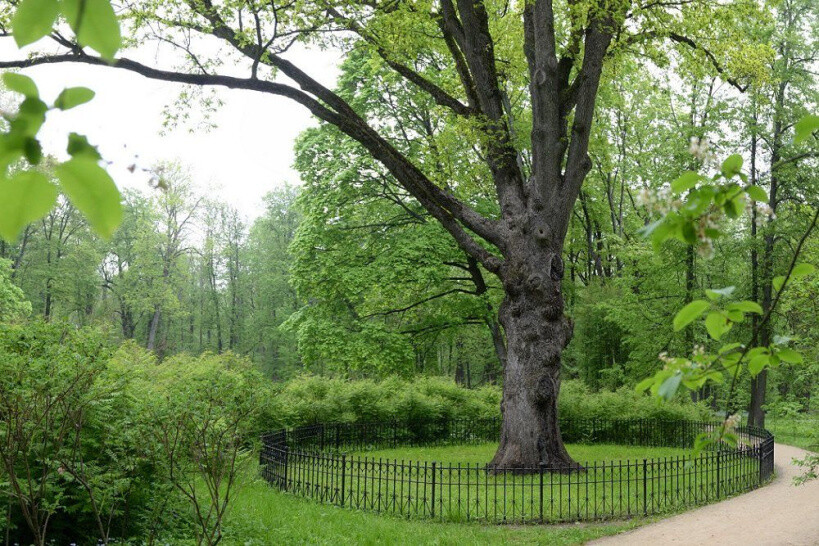 Ореховозуевцы могут проголосовать за Тургеневский дуб на конкурсе «Европейское дерево года — 2022»
