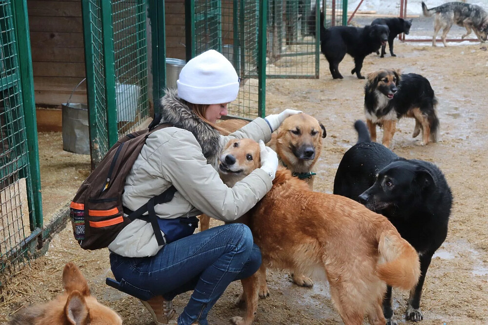 Жители округа могут помочь животным группы «Будем добрее» на акции 24 декабря