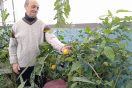 Выращивание цитрусов в зимнем саду Ликино-Дулевского отделения реабилитации
