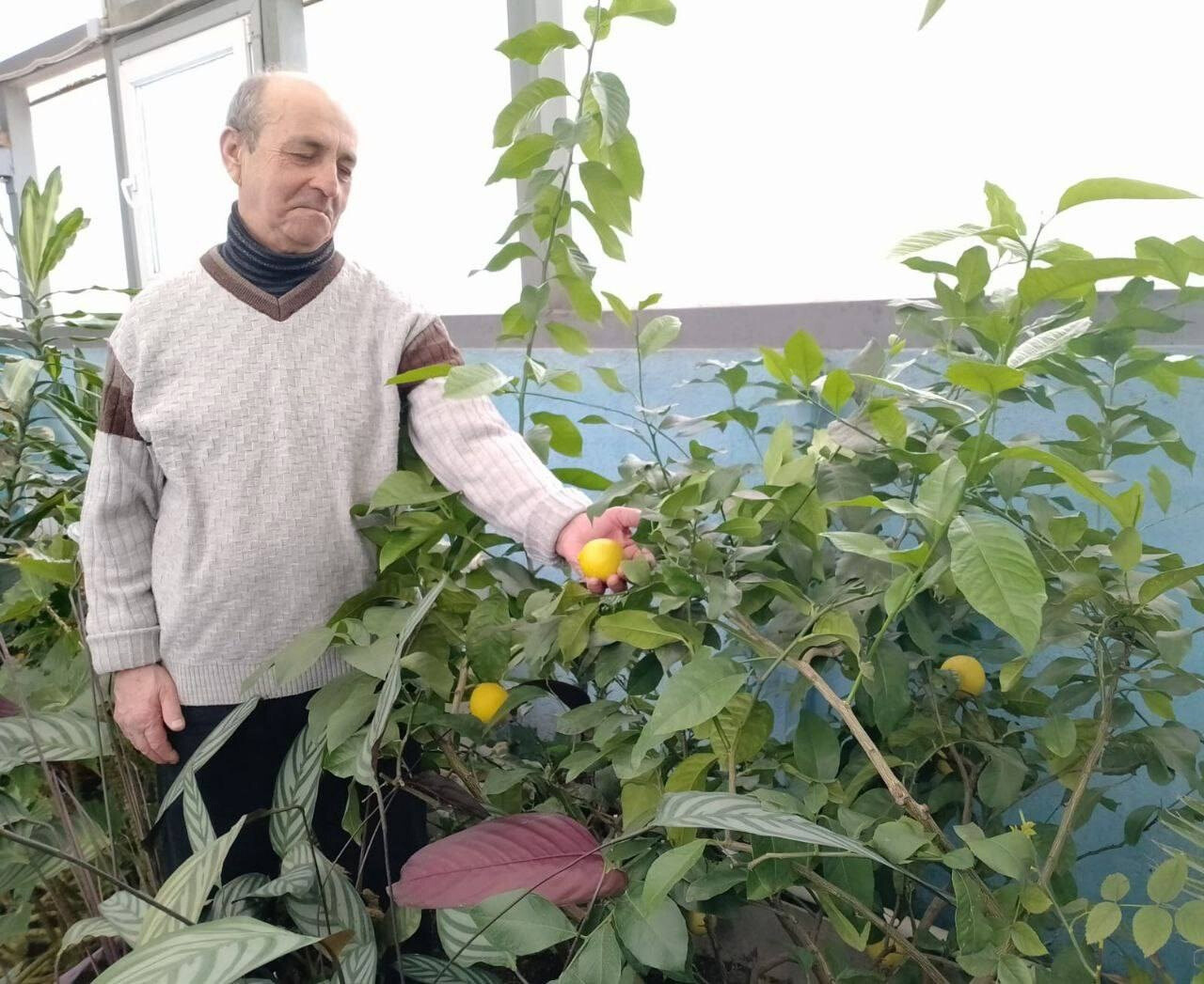 Выращивание цитрусов в зимнем саду Ликино-Дулевского отделения реабилитации