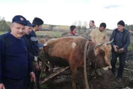 Спасатели ПЧ-254 г. Павловский Посад спасли из ямы стельную корову