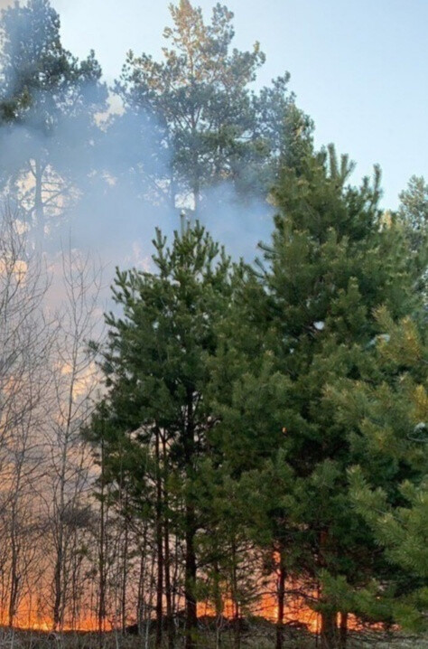 Надвигающаяся жара может стать причиной возгораний в лесах — ореховозуевцам напомнили правила безопасности