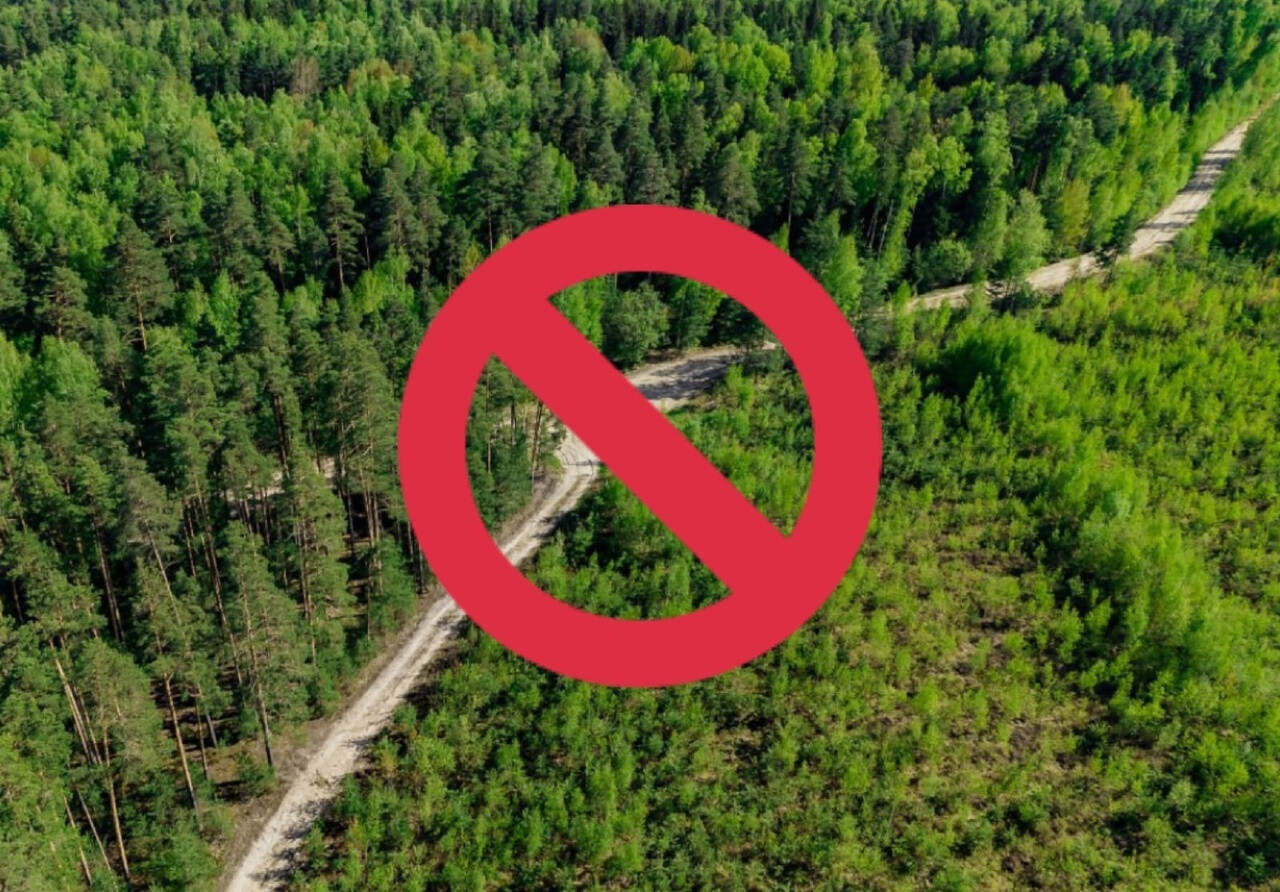 Ограничение на пребывание граждан в лесах продлевается