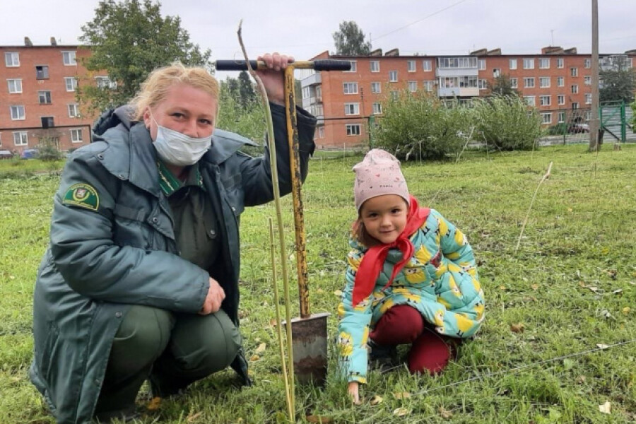 У школы в деревне Савинская теперь будут расти сосны